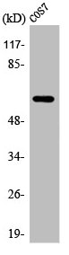 ARSI antibody