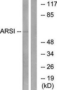 ARSI antibody