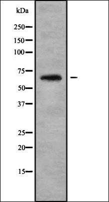 ARSJ antibody