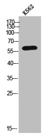 ARSK antibody