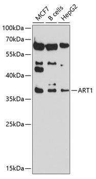 ART1 antibody