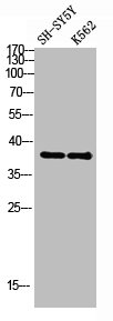 ART1 Antibody