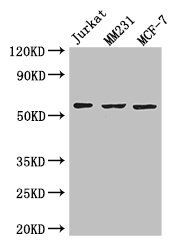 ART5 antibody