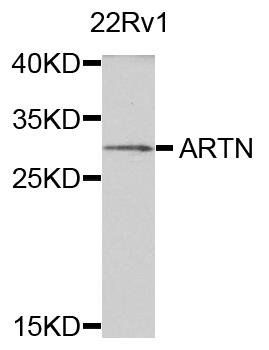 ARTN antibody