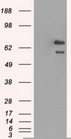 ARTS1 (ERAP1) antibody