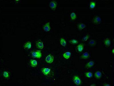 ARV1 Antibody