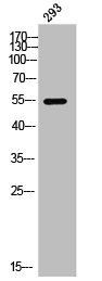 ARX Antibody