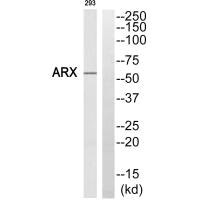 ARX Antibody