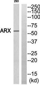 ARX antibody
