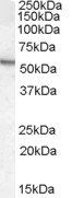 ARSA antibody