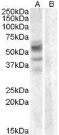 Goat anti-Arylsulfatase D Antibody