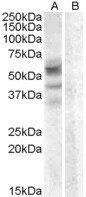 Arylsulfatase D antibody