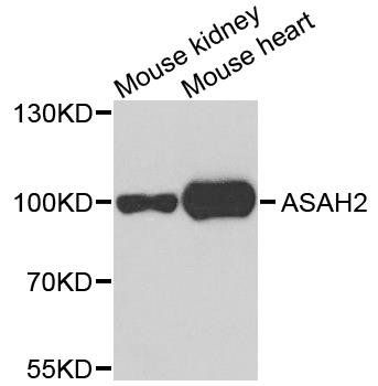 ASAH2 antibody