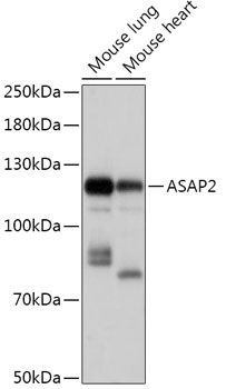 ASAP2 antibody