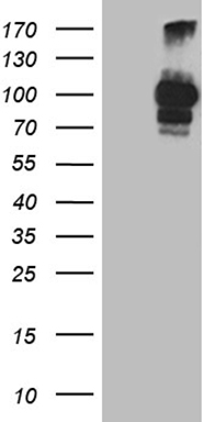 ASB13 antibody