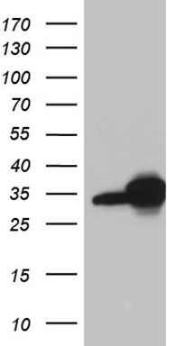 ASB13 antibody