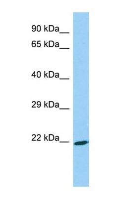 ASB18 antibody