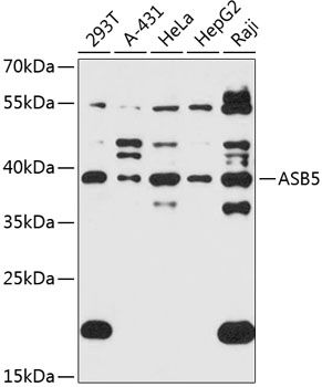 ASB5 antibody