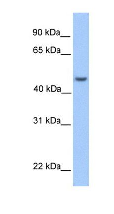 ASB6 antibody