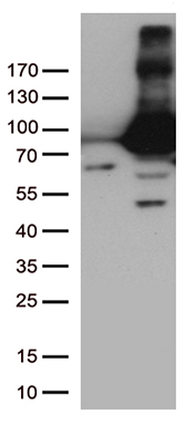 ASB8 antibody