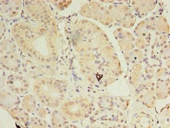 ASB8 Antibody