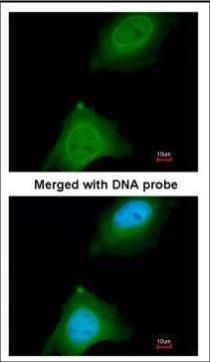 ASB9 antibody [N1C3]