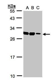 ASB9 Rabbit Polyclonal Antibody
