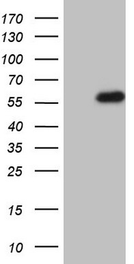ASC2 (PYDC1) antibody