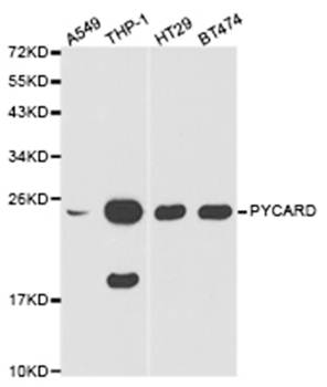 PYCARD antibody