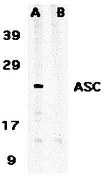 ASC Antibody