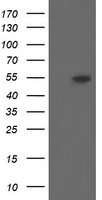 ASCC1 antibody