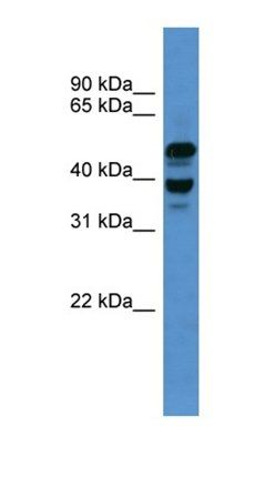 Ascc1 antibody