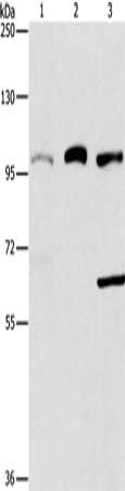 ASCC2 antibody