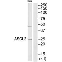 ASCL2 antibody