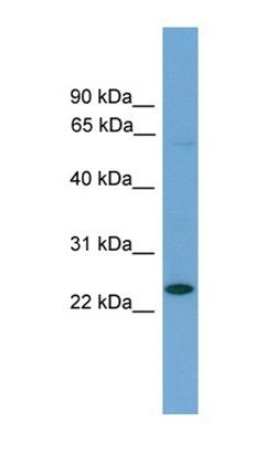 Ascl3 antibody