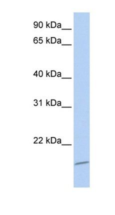 ASCL4 antibody