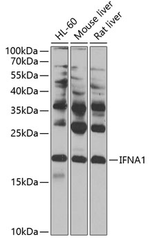 IFNA1 antibody
