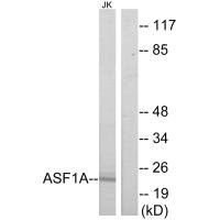 ASF1A antibody