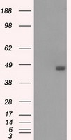 ASF1B Antibody