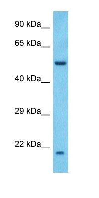 ASGL1 antibody