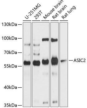 ASIC2 antibody