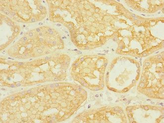 ASIC3 Antibody