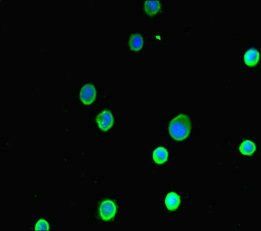 ASIP Antibody