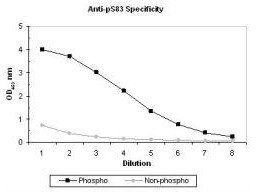 ASK-1 (phospho-S83) antibody