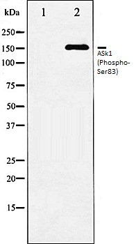 ASk1 (Phospho-Ser83) antibody
