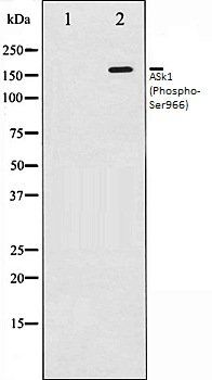 ASk1 (Phospho-Ser966) antibody