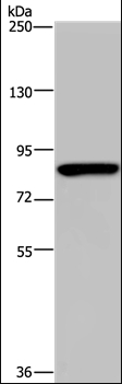 PARP8 Antibody