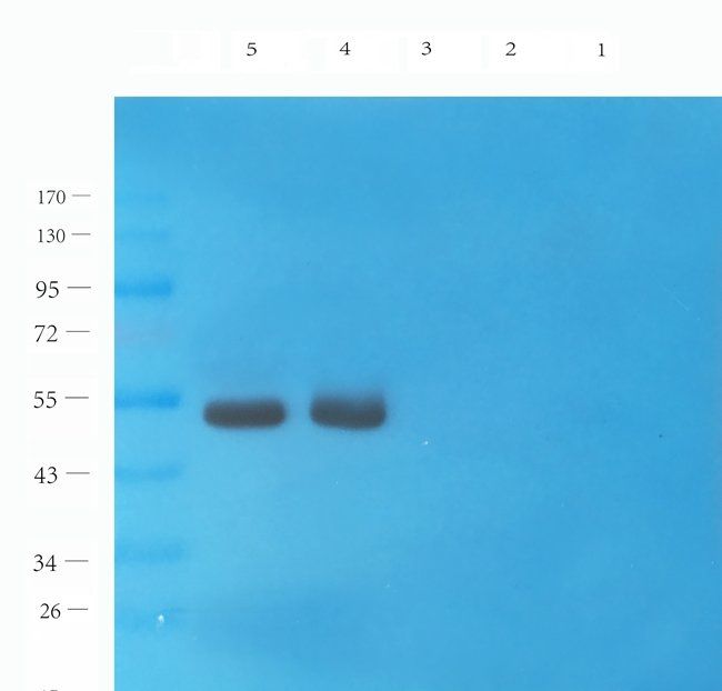 ASL1A antibody