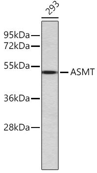ASMT antibody
