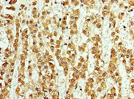 ASNA1 antibody